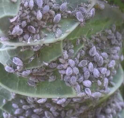 aphids
