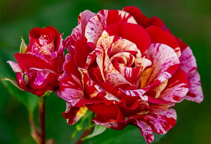 bicolored rose