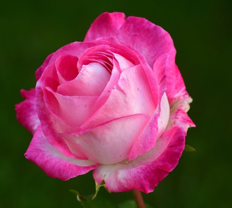rose 1