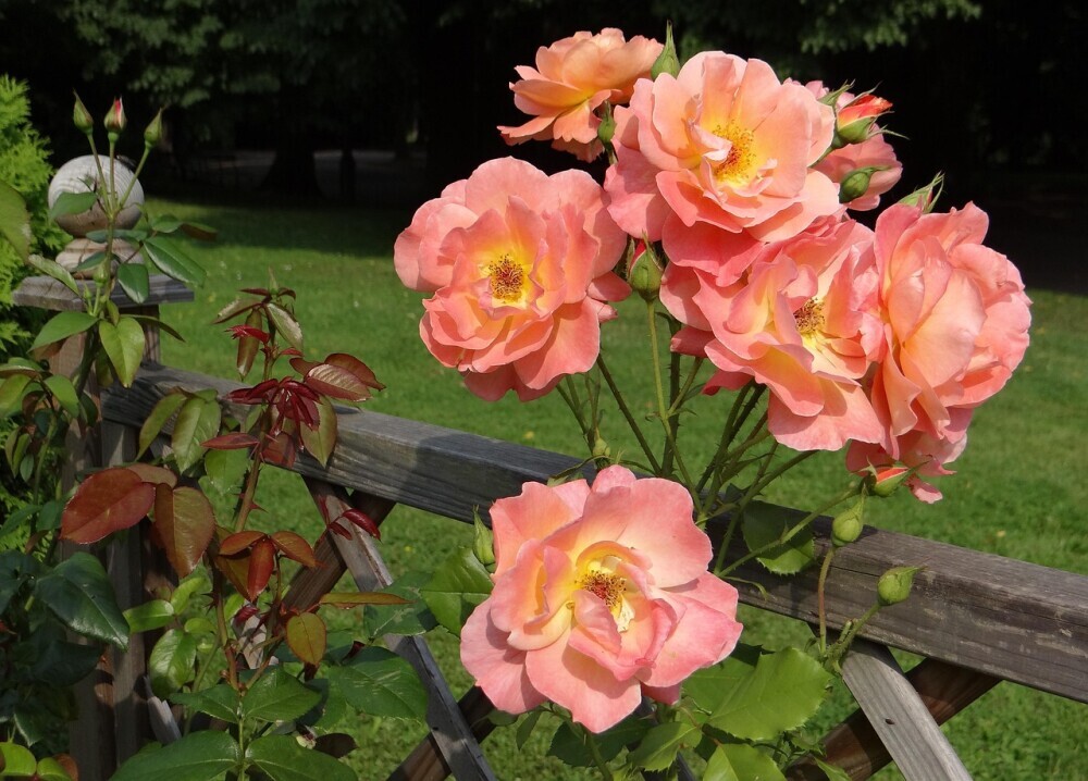 rose in garden