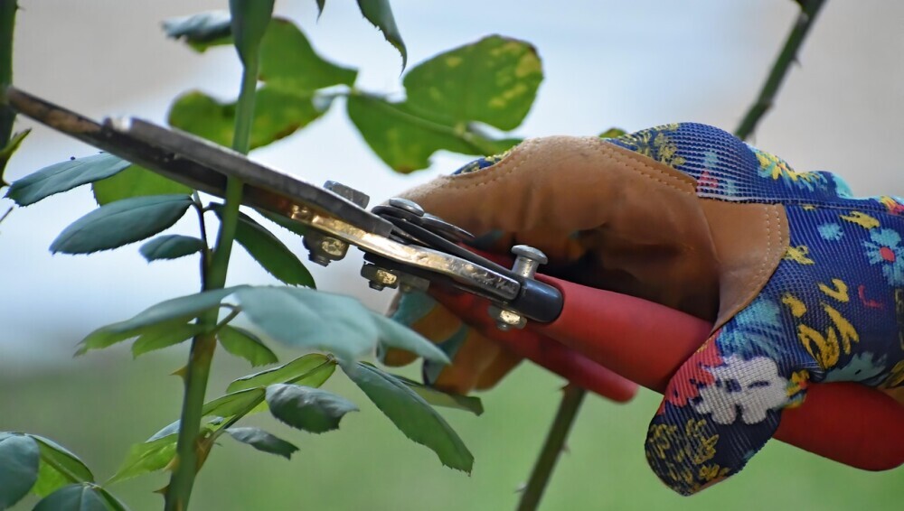 rose pruning