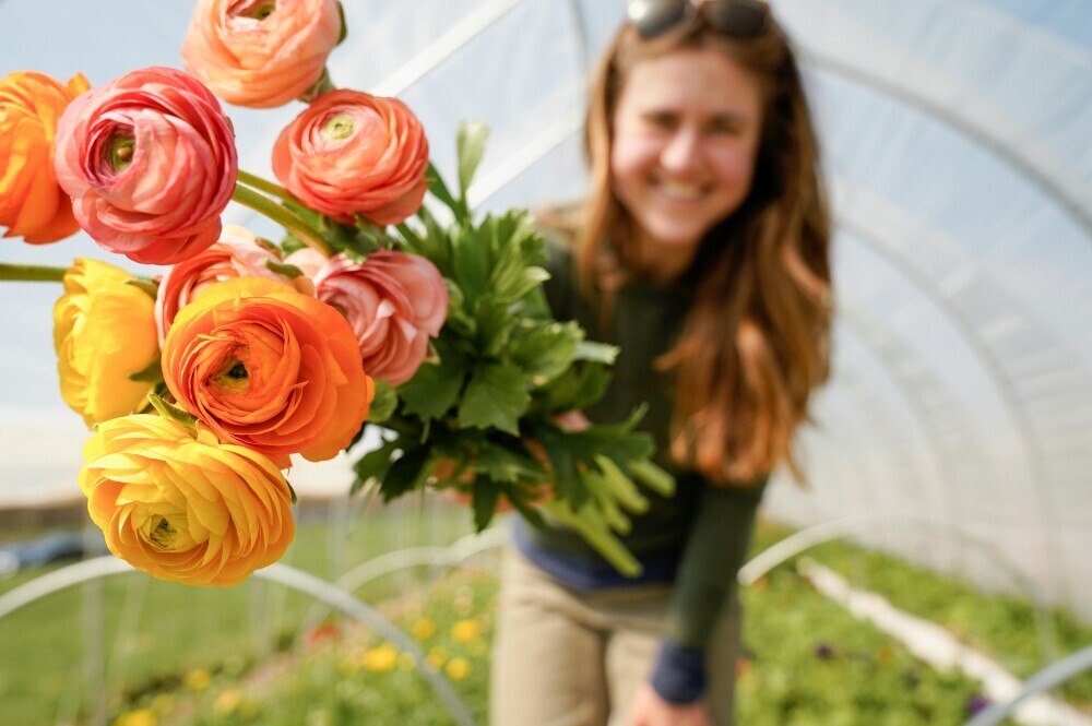 roses in greenhouse
