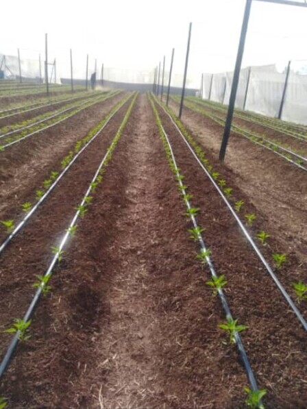 drip irrigation in greenhouse