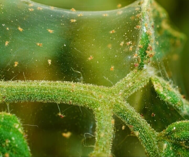 red spider mites