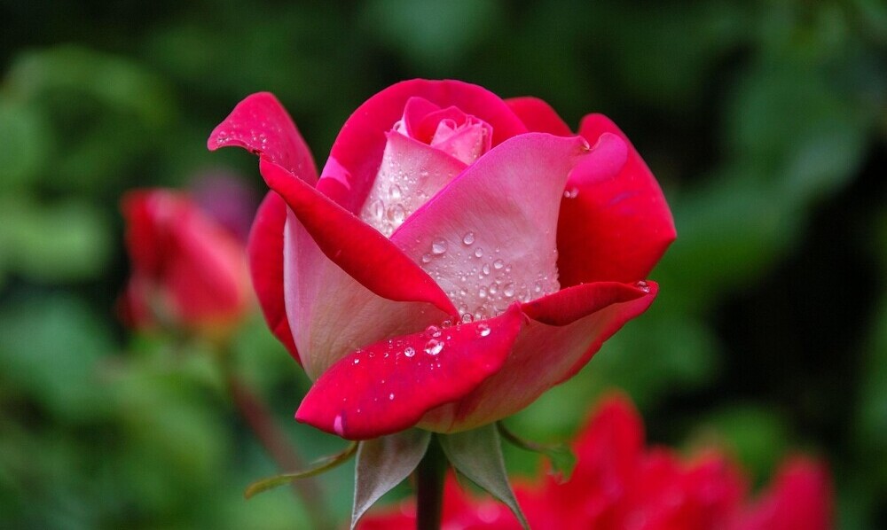 rose