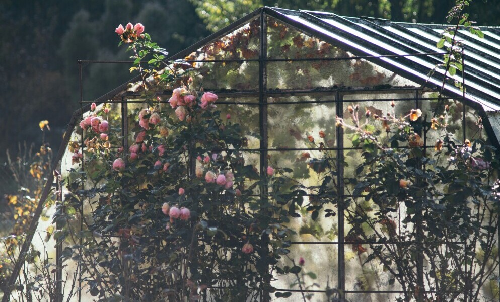 rose greenhouse