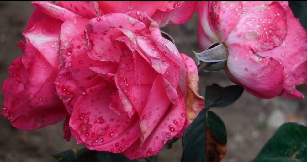 rose with botyritis