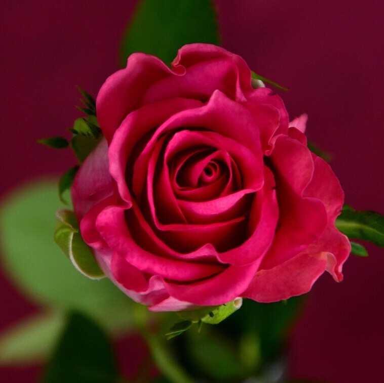 rose