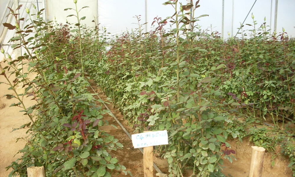 small greenhouse roses
