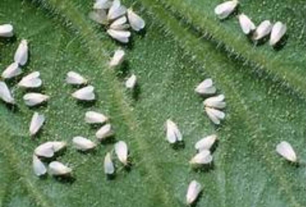 whitefly