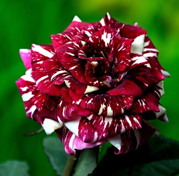 Abra rose