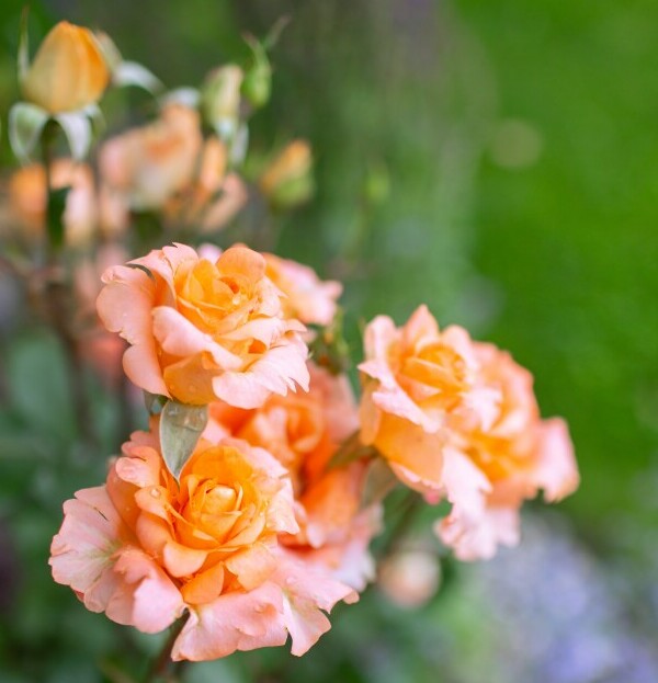 coral roses