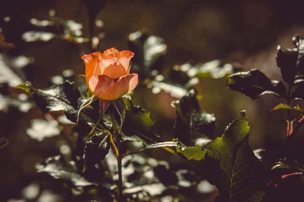 rose plants