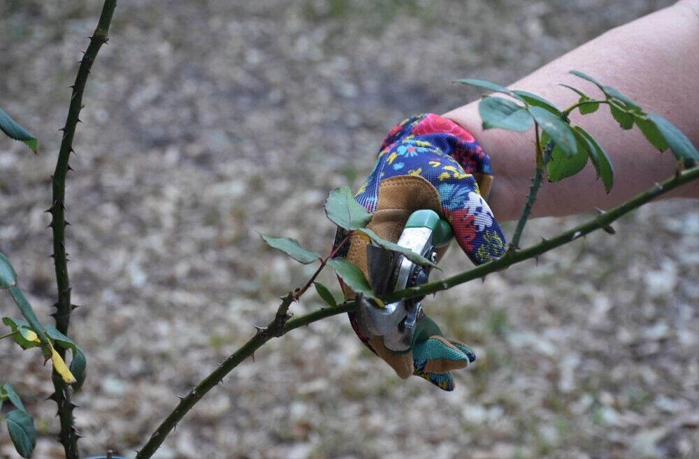 rose pruning 1