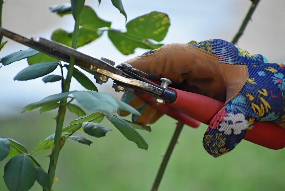 rose pruning