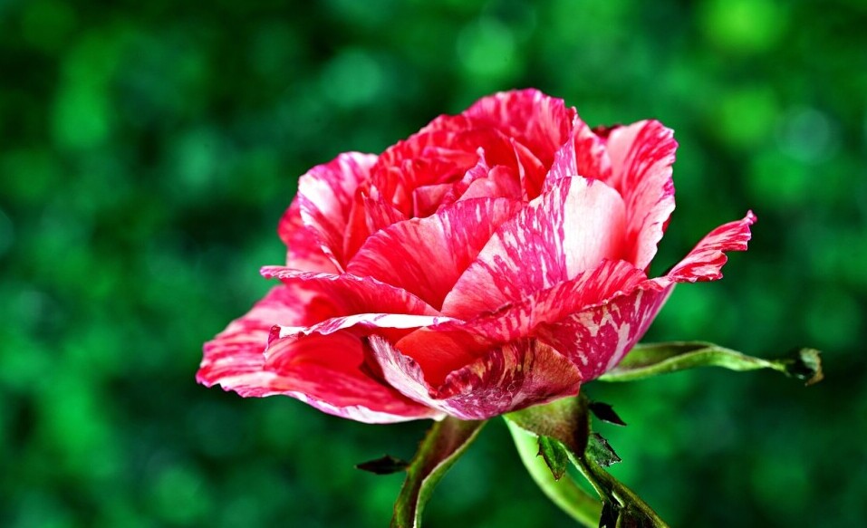 striped rose