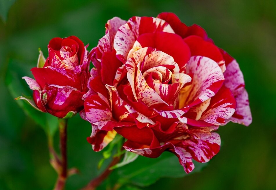 striped roses