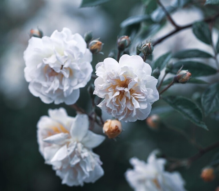 white roses