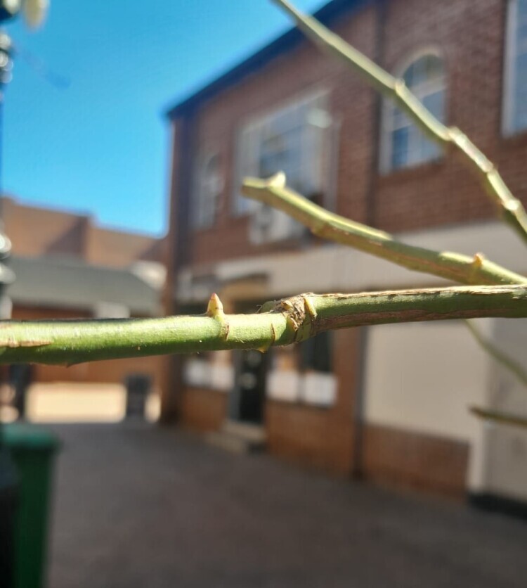 pruned rose