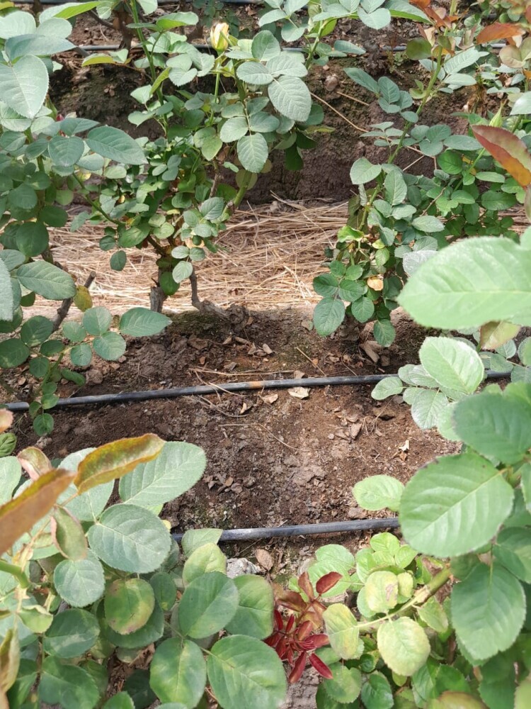 rose drip irrigation