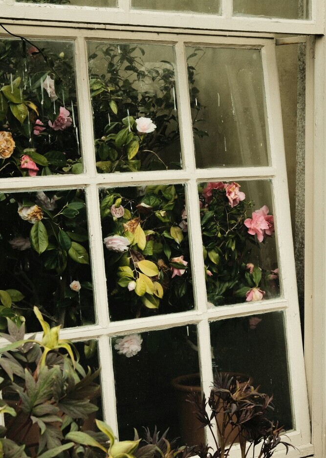 rose in greenhouse