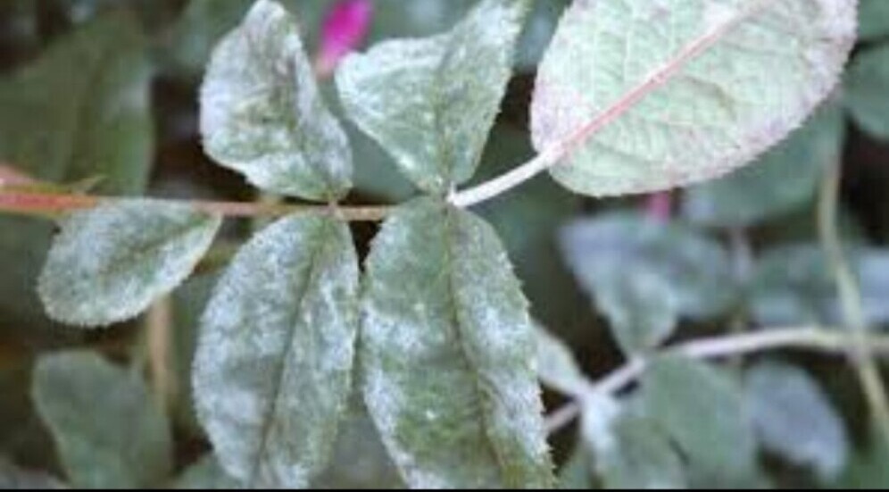 Rose Powdery Mildew