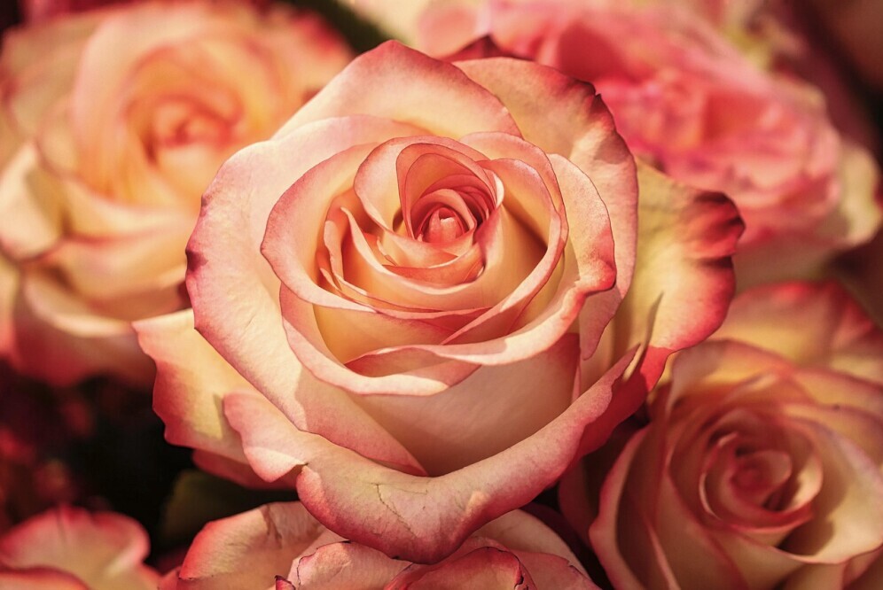 rose