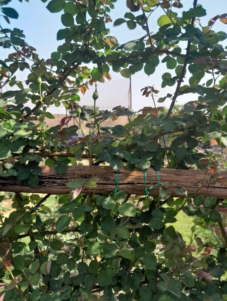 trellised rose