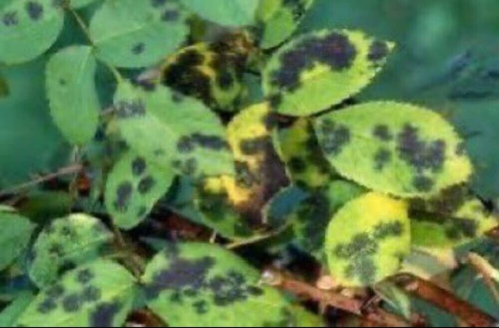 blackspot in roses