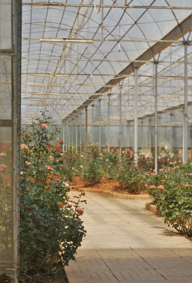 greenhouse roses
