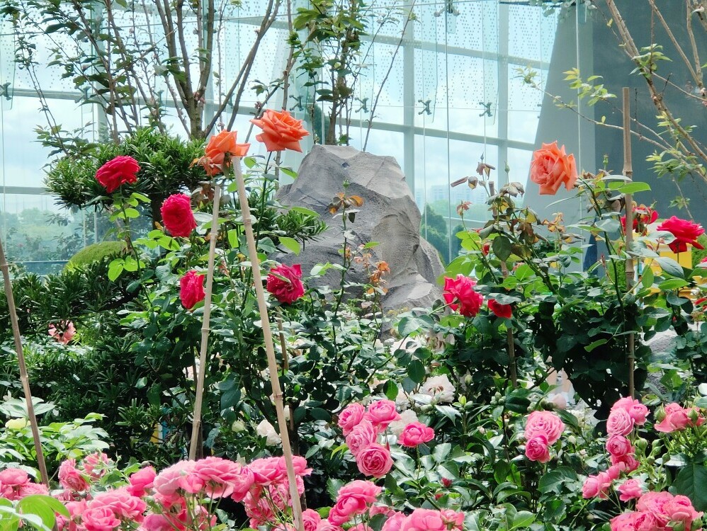 rose greenhouse