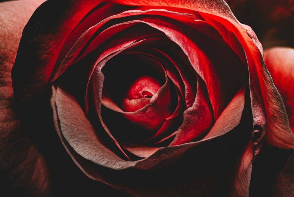 dark red roses
