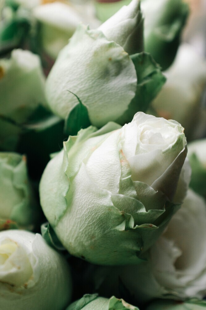 green rose