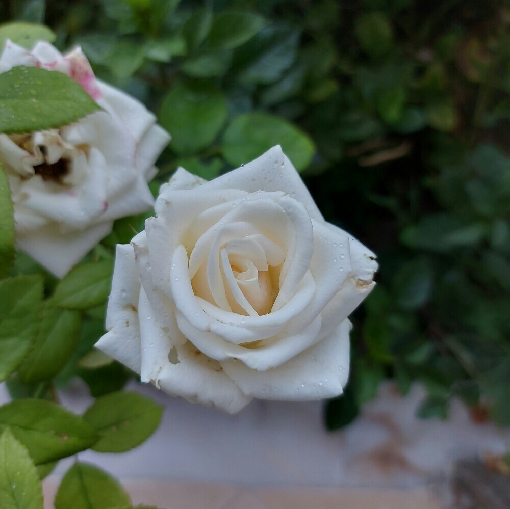 white roses