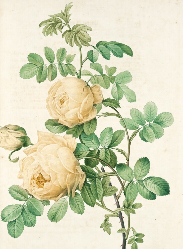 antique rose