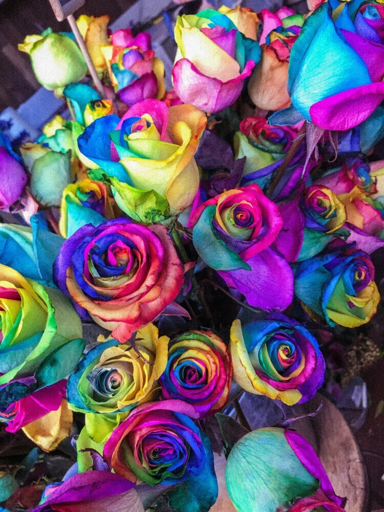 rainbow roses