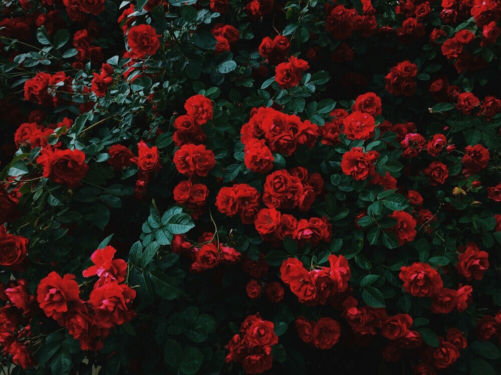 rose bushes