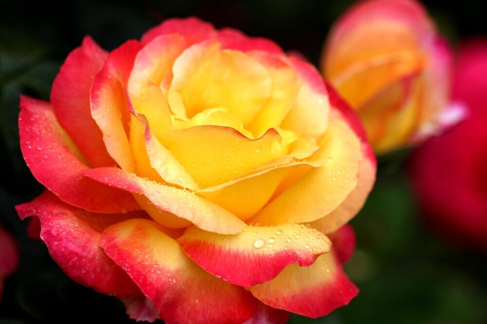 two toned rose